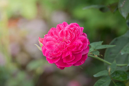 花园里的玫瑰花情人树叶花瓣日光植物群粉色绿色玫瑰背景图片