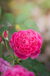 花园里的玫瑰花花瓣玫瑰日光植物群树叶情人绿色粉色背景图片