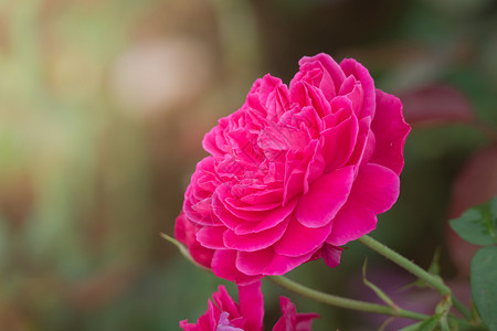 花园里的玫瑰花玫瑰日光情人树叶绿色植物群花瓣粉色背景图片