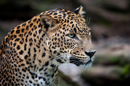 锡兰豹 豹豹 豹派教徒 大斑猫豹属热带国家野生动物捕食者公园哺乳动物丛林荒野背景图片