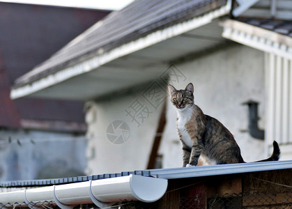 坐在屋顶上的猫咪高清图片