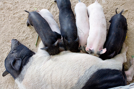 小猪在吃母乳团体哺乳动物胸部牛奶仔猪食物谷仓吮吸农场母亲背景图片