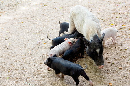 小猪在吃母乳食物猪圈仔猪猪肉牛奶家庭哺乳动物吮吸谷仓农场背景图片