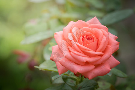 花园里的玫瑰花日光植物群花瓣绿色情人树叶玫瑰粉色背景图片