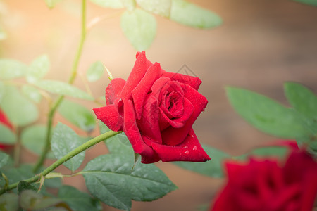 花园里的玫瑰花植物群粉色玫瑰花瓣情人树叶绿色日光背景图片