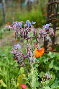 含降温蓝花花的凉粉植物背景图片