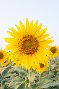 向日向地球生长晴天太阳花瓣农业叶子向日葵圆圈蓝色背景图片