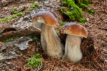 查科森林自然环境中的蘑菇菌类食物荒野国王季节照片常委烹饪森林植物背景