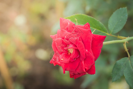 花园里的玫瑰花植物群日光情人花瓣粉色玫瑰绿色树叶背景图片