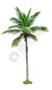 椰子树夏天装饰在白背景上隔离的椰子树 用于广告装饰建筑 夏季和海滩概念天堂树叶椰子植物白色晴天植物学异国树干叶子背景