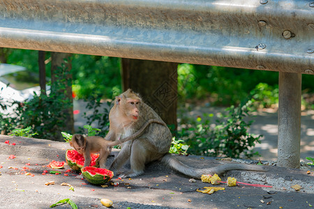 敌人如此可爱猴子和他的孩子在街上吃西瓜 他的母亲会看着敌人 他们就会把食物带走了 (笑声)背景