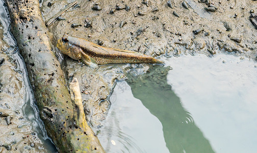 蓝斑弹涂鱼池塘生物学高清图片