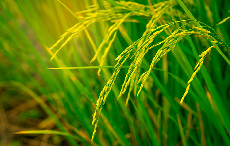 谷维素泰国稻田和稻田稻田的特写镜头 亚洲的有机稻田 农业背景 泰国人的主菜 碳水化合物的天然来源 有机食品背景
