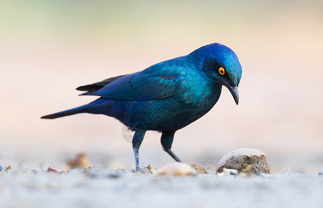 普罗迪纳兰普罗迪诺尼滕斯森林蓝色野生动物栖息地动物彩虹荒野八哥游戏鸟类背景
