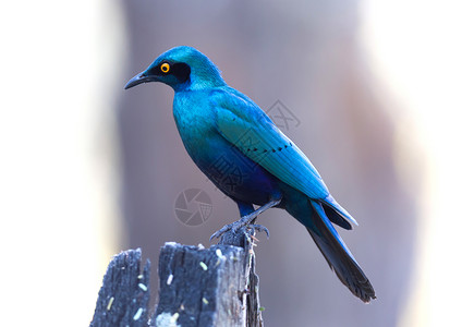 普罗迪纳兰普罗迪诺尼滕斯游戏八哥荒野野生动物彩虹蓝色栖息地羽毛鸟类森林背景