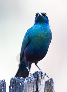 普罗迪纳蓝色的自然高清图片
