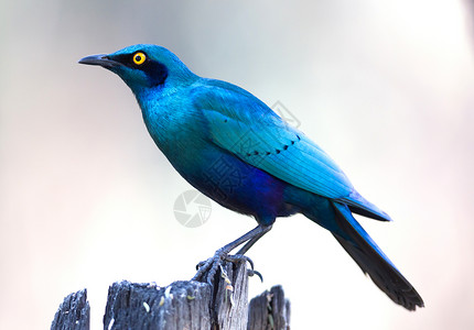 普罗迪纳兰普罗迪诺尼滕斯八哥栖息地森林鸟类羽毛游戏蓝色荒野动物彩虹背景