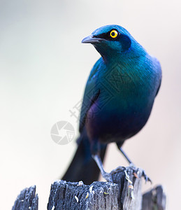 普罗迪纳非洲鸟类学高清图片