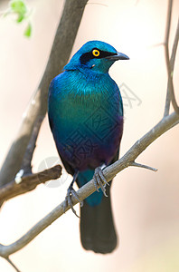 普罗迪纳兰普罗迪诺尼滕斯游戏栖息地八哥荒野森林鸟类蓝色羽毛彩虹动物背景