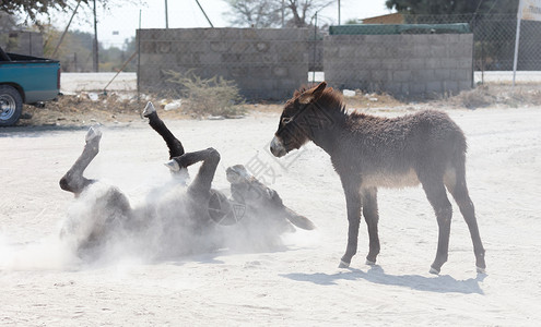 博克摔跤成年驴在沙土中滚滚滚太阳海滩农场休息灰尘母亲滚动孩子尘土背景