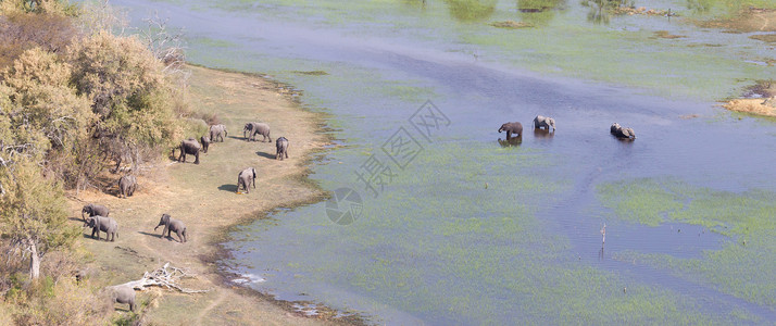 大象来到水域非洲湿地高清图片