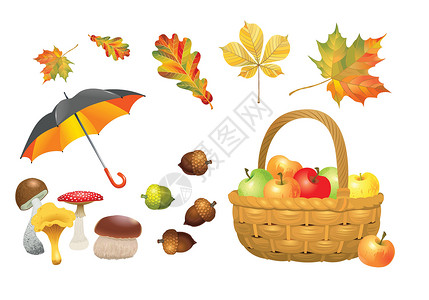 苹果叶子素材套秋天物体 蘑菇 雨伞 有苹果的螺旋篮 橡树和叶子 矢量插图收藏插画