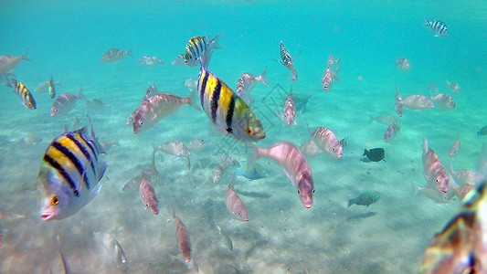 鱼旗鱼外科动物 Seabreams和在光亮的c周围游泳障碍情调动物群潜水鼠科蓝色热带医生浅滩荒野背景