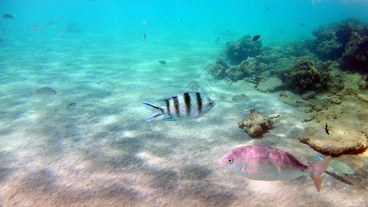 鱼旗鱼外科动物 Seabreams和在光亮的c周围游泳蓝色珊瑚障碍海洋浮潜医生动物群富豪旗尾荒野背景