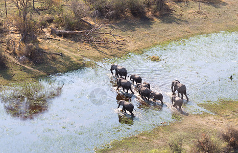 大象来到水域稀树草原野生动物高清图片