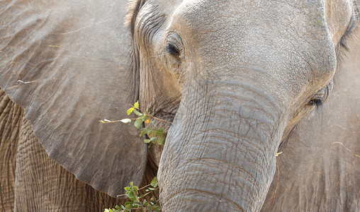非洲大象吃食耳朵食草象牙树干鼻类妈妈动物皮肤獠牙背景