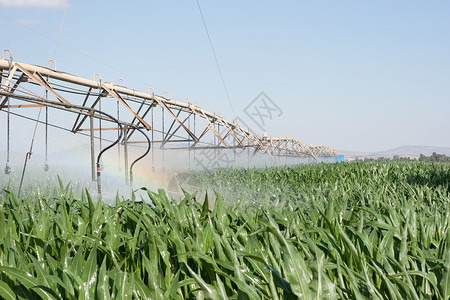 田地和彩虹农业洒水器种植园植物玉米绿色光谱背景图片
