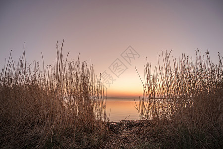 日出时在湖边的Rushes高清图片
