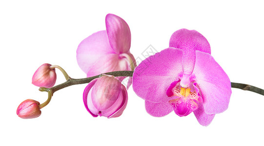白上孤立的兰花花瓣红色白色植物学紫色热带植物植物群粉色脆弱性背景图片