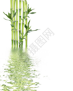 白色背景的幸运竹竹叶子娱乐温泉热带文化冬科风水生长植物绿色背景图片