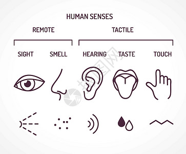 明确5种人类基本感官 视觉 嗅觉 听觉 品味和触摸 一系列轮廓符号作为眼鼻耳舌手指插画