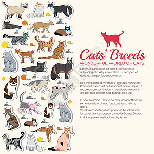 狮虎斗矢量品种猫图标贴纸集 可爱的动物插图宠物设计 收集不同的小猫布局平面贴纸湾插画