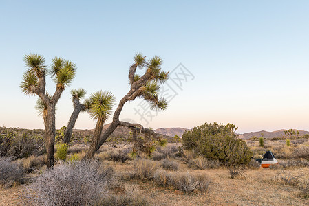 约书亚树Joshua 树公园帐篷棕榈荒野背包沙漠日落植物营地风景背景