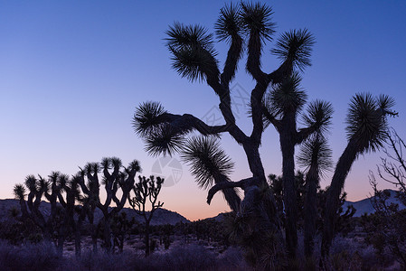 在斯图布西边的黄昏 Joshua 树棕榈沙漠天空蓝色日落风景轮廓公园荒野植物背景图片