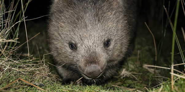 塔斯曼晚上的Wombat哺乳动物兽毛动物兽面野生动物背景