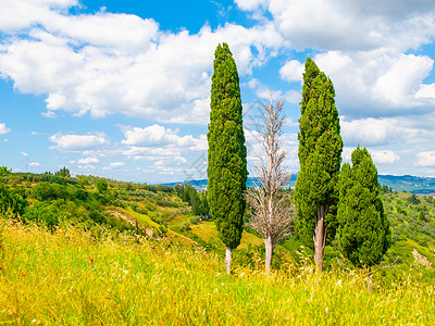 秃柏树意大利意大利托斯卡纳夏季风景中一群树天空场景绿色植物植物蓝色农村全景阳光爬坡柏树背景