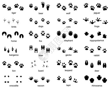 马脚印套野生动物脚印爬虫荒野鸟类蜥蜴邮票小狗动物狐狸打印狮子插画