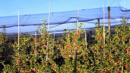 苹果种植园 果园和防冰冠网以保护花园栽培收成食物企业收获园艺叶子水果果树背景图片