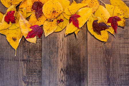 木野猪上有彩色叶子的秋天背景公园框架农业晴天橙子木板墙纸木头森林植物背景图片