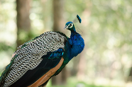 孔雀树印度的梨禽正在地面上行走以获取食物栖息地生物学荒野橙子石头蓝色雉鸡观鸟衬套歌曲背景