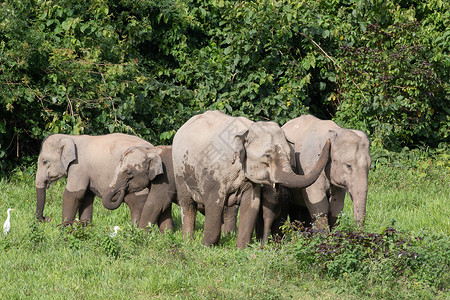 亚洲大象是亚西娅的五只大动物森林旅游婴儿人象鼻子记录荒野冲突旅行濒危背景