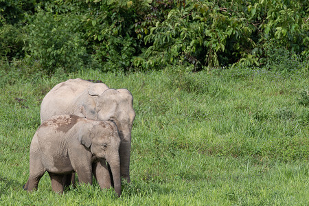 塞西莉亚亚洲大象是亚西娅的五只大动物旅游森林丛林动物冲突野生动物智力记录婴儿象牙背景