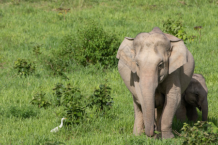 塞西莉亚亚洲大象是亚西娅的五只大动物婴儿人象森林野生动物智力环境草原旅行大耳朵丛林背景