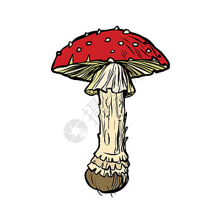 毒蝇鹅膏菌喷发 毒蘑菇插画