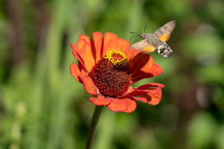 罗马尼亚的蜂鸟鹰moth昆虫晴天鹰蛾阳光照射蜂鸟动物群动物群星背景图片