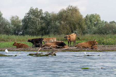 多瑙河三角洲养牛背景图片